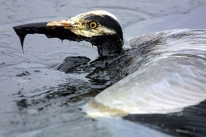 795183e2d8e26464bfee83a19f6b-grande